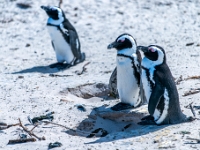 Simon's Town, Boulders Beach